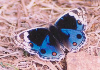 blue pansy