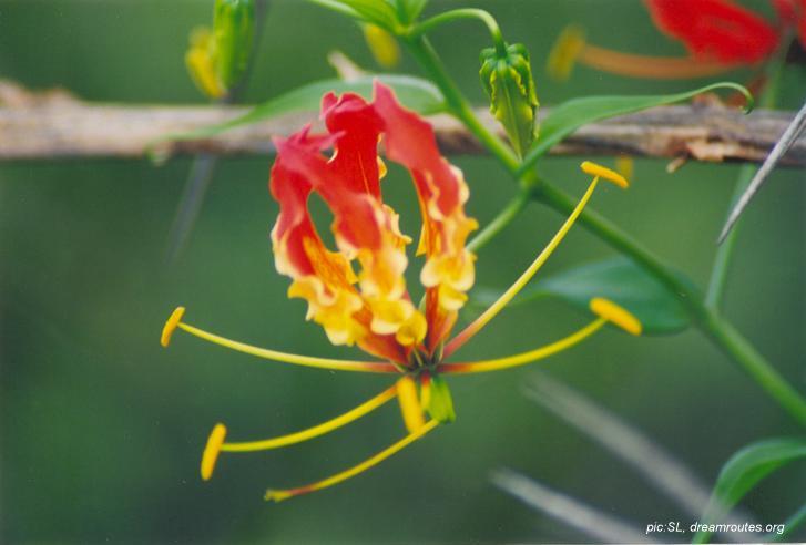 Gloriosa Superba