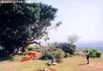 tree cut at turahalli