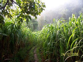 kodachadri trek