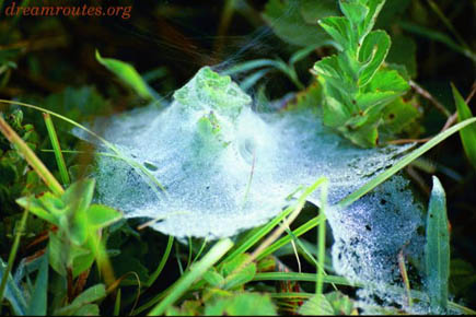 WebofLife - Photo by Prasad Ghatigar WebofLife - Photo by Prasad Ghatigar