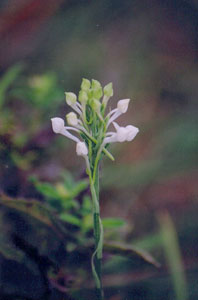 habenaria in Turahalli